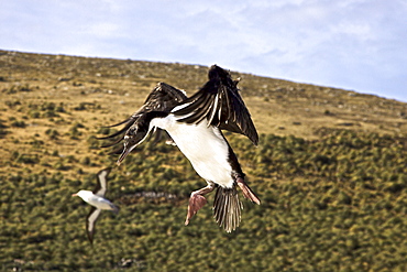 Adult Imperial Shag (Phalacrocorax (atriceps) atriceps) from breeding colony on New Island in the Falkland Islands, South Atlantic Ocean