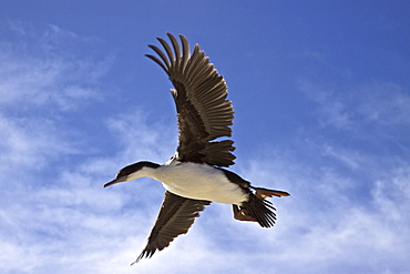 Adult Imperial Shag (Phalacrocorax (atriceps) atriceps) from breeding colony on New Island in the Falkland Islands, South Atlantic Ocean