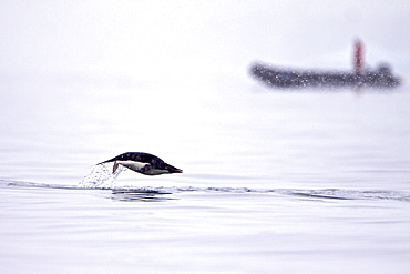 Adelie penguin (Pygoscelis adeliae) porpoising near the Antarctic Peninsula, Antarctica. 