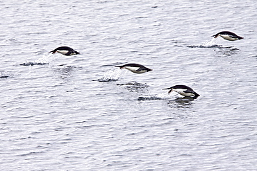 Adelie penguin (Pygoscelis adeliae) porpoising near the Antarctic Peninsula, Antarctica. 