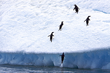 Adult Adelie penguins (Pygoscelis adeliae) leaping onto icebergs near the Antarctic Peninsula, Antarctica. 