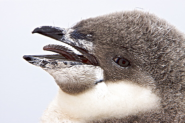 Chinstrap penguin (Pygoscelis antarctica) chick head detail at colony on Useful Island near the Antarctic Peninsula. There are an estimated 2 million breeding pairs of chinstrap penguins in the Antarctic peninsula region alone, perhaps as many as 7.5 million breeding pairs in all of Antarctica. Their name derives from the narrow black band under their heads which makes it appear as if they are wearing black helmets, making them one of the most easily identified types of penguin. Other names for them are "Ringed Penguins", "Bearded Penguins", and "Stonecracker Penguins" due to their harsh call. They grow to 68 cm (27 in). The average adult weight of a Chinstrap Penguin is 4.5 kg (10 lbs). Weight can range from 3 to 6 kg (6.6-13.2 lbs), with males being slightly larger and weight varying based on where the penguin is in the breeding cycle. Their diet consists of krill, shrimp, and fish. On land they build circular nests from stones, and lay two eggs, which are incubated by both the male and the female for shifts of five to ten days. They can also breed on icebergs, though they prefer non-icy conditions. The chicks hatch after about 35 days, and have fluffy gray backs and white fronts. The chicks stay in the nest for 20?30 days before they go to join a creche. At around 50?60 days old, they moult, gaining their adult plumage and go to sea. The Chinstrap Penguin was first described by German naturalist Forster in 1781. Its specific epithet was often seen as antarctica, however a 2002 review determined the genus Pygoscelis was masculine, and hence the correct binomial name is Pygoscelis antarcticus.