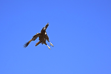 Adult Striated Caracara (Phalcoboenus australis) in aerial display on New Island in the Falkland Islands, South Atlantic Ocean