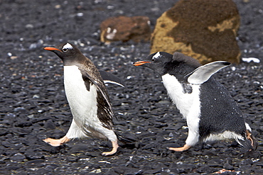 Adult Gentoo penguin (Pygoscelis papua) avoiding hungry chick in Antarctica