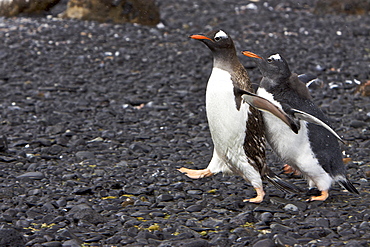 Adult gentoo penguin (Pygoscelis papua) trying to avoid hungry chick in Antarctica