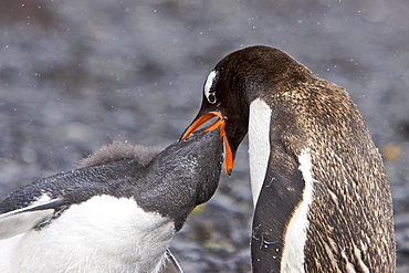 Adult Gentoo penguin (Pygoscelis papua) feeding chick in Antarctica