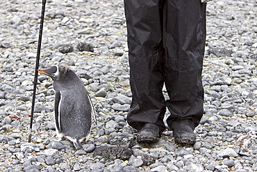 Curious gentoo penguin (Pygoscelis papua) in Antarctica