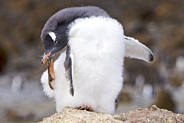 Gentoo penguin (Pygoscelis papua) molting in Antarctica