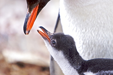 Adult Gentoo penguin (Pygoscelis papua) feeding chick in Antarctica