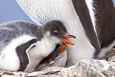 Gentoo penguin (Pygoscelis papua) adults with chicks in Antarctica