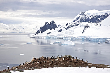 Gentoo penguin (Pygoscelis papua) adults with chicks in Antarctica