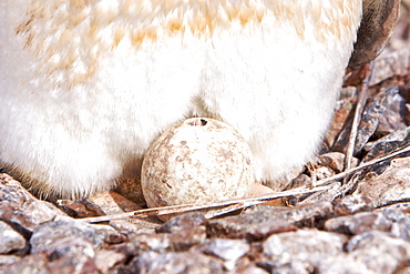 Gentoo penguin adult (Pygoscelis papua) on hatching egg in Antarctica