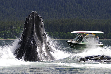 Humpback Whales (Megaptera novaeangliae) co-operatively bubble-net feeding near whale watching boat in Stephen's Passage, Southeast Alaska, USA