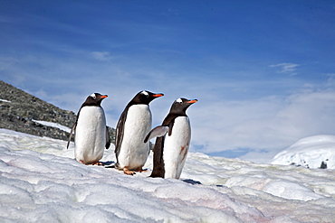 Gentoo penguins (Pygoscelis papua) following "penguin highways" on Danco Island in Antarctica