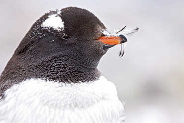 Gentoo penguin (Pygoscelis papua) molting in Antarctica