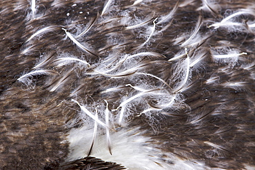 Molting gentoo penguin (Pygoscelis papua) feather detail in Antarctica