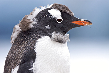 Gentoo penguin (Pygoscelis papua) molting in Antarctica