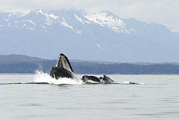 Humpback Whales (Megaptera novaeangliae) co-operatively bubble-net feeding in Stephen's Passage, Southeast Alaska, USA. Pacific Ocean.