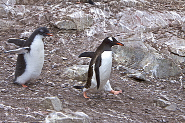 Adult Gentoo penguin (Pygoscelis papua) avoiding hungry chick in Antarctica