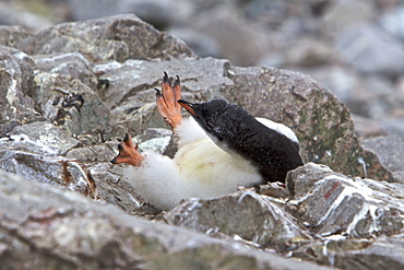 Gentoo penguin (Pygoscelis papua) chick in Antarctica