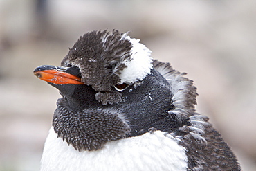 Gentoo penguin (Pygoscelis papua) molting in Antarctica