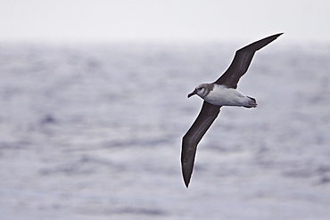 Adult Grey-headed Albatross, (Thalassarche chrysostoma), also known as the Grey-headed Mollymawk, Drakew Passage between South America and the Antarctic Peninsula, Southern Ocean.