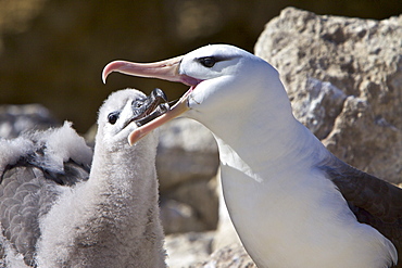 Adult Black-browed albatross (Thalassarche melanophrys) feeding and preening chick at breeding colony on New Island in the Falkland Islands, Southern Atlantic Ocean