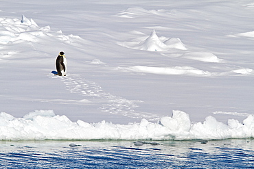 Adult emperor penguin (Aptenodytes forsteri) on sea ice near Snow Hill Island in the Weddell Sea, Antarctica.