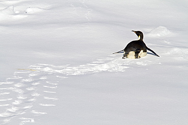 Adult emperor penguin (Aptenodytes forsteri) on sea ice near Snow Hill Island in the Weddell Sea, Antarctica.