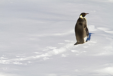 Adult emperor penguin (Aptenodytes forsteri) on sea ice near Snow Hill Island in the Weddell Sea, Antarctica. 