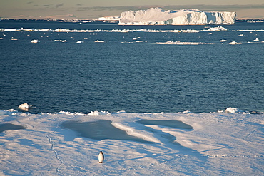 Adult emperor penguin (Aptenodytes forsteri) on sea ice near Snow Hill Island in the Weddell Sea, Antarctica.