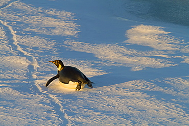 Adult emperor penguin (Aptenodytes forsteri) on sea ice near Snow Hill Island in the Weddell Sea, Antarctica.