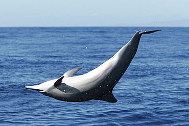 Young female Hawaiian spinner dolphin (Stenella longirostris) upside down while spinning in the AuAu Channel off the coast of Maui, Hawaii, USA. Pacific Ocean.