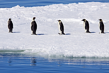 Adult emperor penguin (Aptenodytes forsteri) on sea ice near Snow Hill Island in the Weddell Sea, Antarctica. 