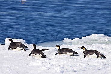 Adult emperor penguin (Aptenodytes forsteri) on sea ice near Snow Hill Island in the Weddell Sea, Antarctica. 