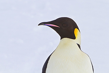 Adult emperor penguin (Aptenodytes forsteri) on sea ice near Snow Hill Island in the Weddell Sea, Antarctica.