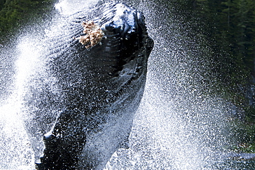 A humpback whale (Megaptera novaeangliae) calf breaching right at the camera off Chichagof Island, southeast Alaska, USA. Pacific Ocean