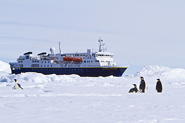 Adult emperor penguin (Aptenodytes forsteri) on sea ice near Snow Hill Island in the Weddell Sea, Antarctica.