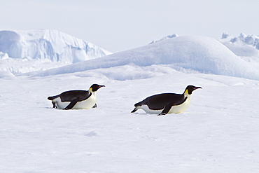 Adult emperor penguin (Aptenodytes forsteri) on sea ice near Snow Hill Island in the Weddell Sea, Antarctica. 