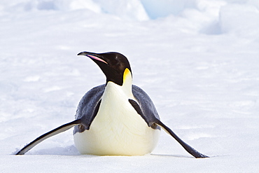 Adult emperor penguin (Aptenodytes forsteri) on sea ice near Snow Hill Island in the Weddell Sea, Antarctica.