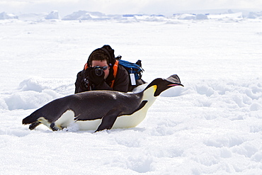 Adult emperor penguin (Aptenodytes forsteri) on sea ice near Snow Hill Island in the Weddell Sea, Antarctica. 