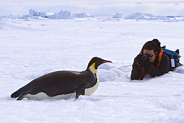 Adult emperor penguin (Aptenodytes forsteri) on sea ice near Snow Hill Island in the Weddell Sea, Antarctica. 