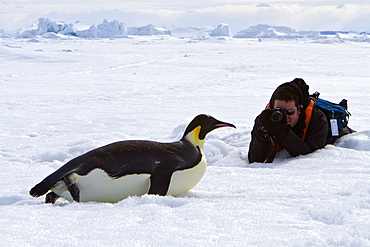 Adult emperor penguin (Aptenodytes forsteri) on sea ice near Snow Hill Island in the Weddell Sea, Antarctica. 