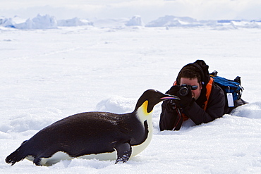 Adult emperor penguin (Aptenodytes forsteri) on sea ice near Snow Hill Island in the Weddell Sea, Antarctica.