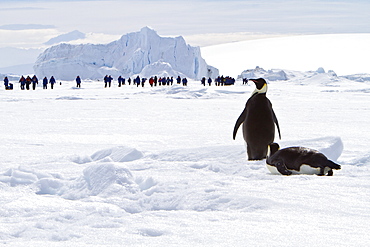 Adult emperor penguin (Aptenodytes forsteri) on sea ice near Snow Hill Island in the Weddell Sea, Antarctica. 