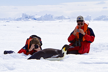 Adult emperor penguin (Aptenodytes forsteri) on sea ice near Snow Hill Island in the Weddell Sea, Antarctica.