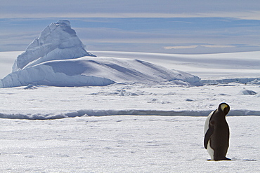 Adult emperor penguin (Aptenodytes forsteri) on sea ice near Snow Hill Island in the Weddell Sea, Antarctica.