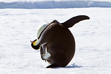 Adult emperor penguin (Aptenodytes forsteri) on sea ice near Snow Hill Island in the Weddell Sea, Antarctica.