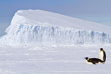 Adult emperor penguin (Aptenodytes forsteri) on sea ice near Snow Hill Island in the Weddell Sea, Antarctica.