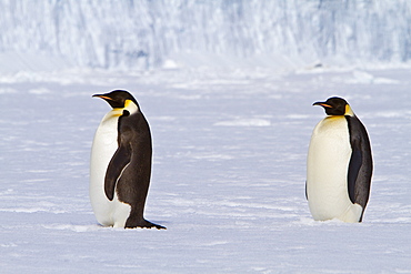 Adult emperor penguin (Aptenodytes forsteri) on sea ice near Snow Hill Island in the Weddell Sea, Antarctica.